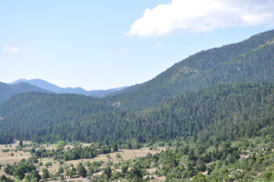 Black pine forest on Parnonas | Photo Archive EKBY / P. Kakouros