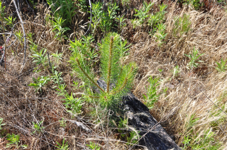 Natural regeneration on Parnonas | Photo Archive EKBY / P. Kakouros