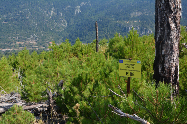 Plot for the monitoring of natural regeneration of black pine in Parnonas. 2017
