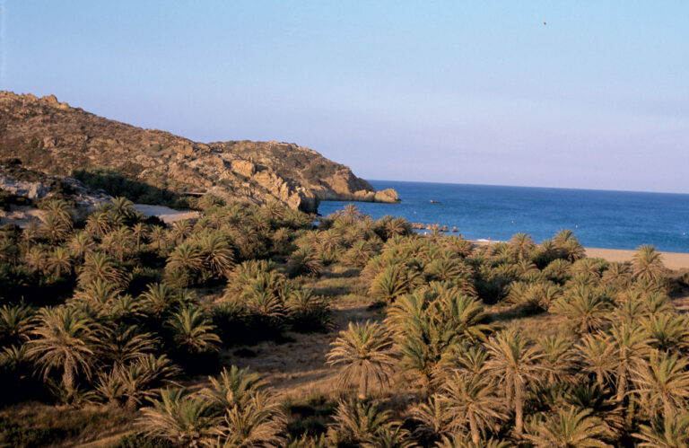 The palm forest of Vai, in eastern Crete