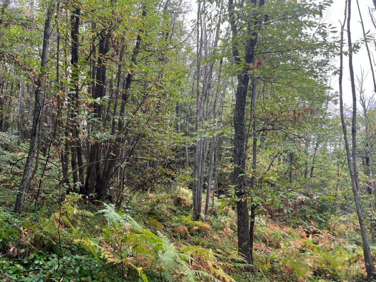Διάκενο σε συστάδα καστανιάς στο δάσος του Χορτιάτη. Το μεγαλύτερο μέρος του δάσους είναι πρεμνοφυές, έχει ωστόσο μεγάλη ποικιλότητα στην κάλυψη και τη δομή, στοιχείο σημαντικό για τη δασική βιοποικιλότητα.