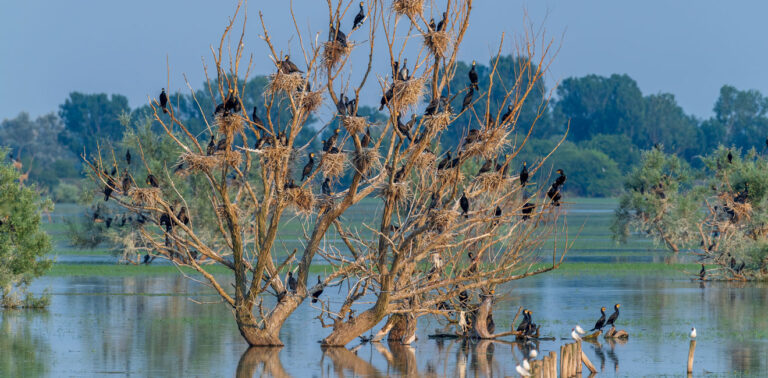 Cormorants in Lake Kerkini (Natura site GR1260001)