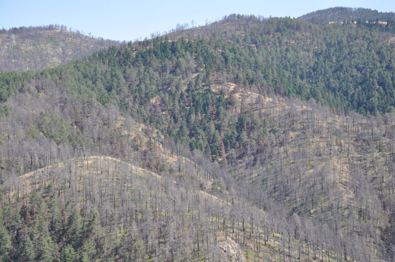 Mount Parnonas after the forest fires of 2007 | Photo Archive EKBY / P. Kakouros