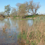 Samaruc Wetland in Valencia