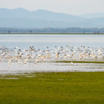 Λίμνη Κερκίνη