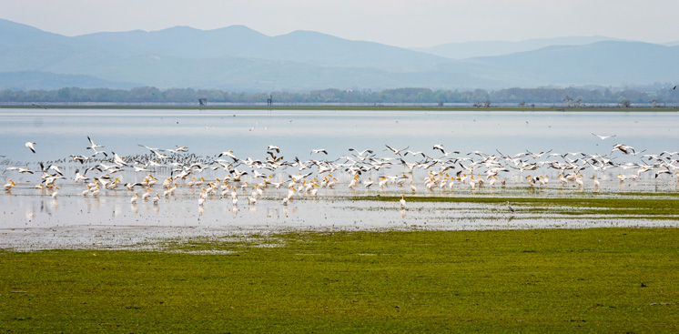 Λίμνη Κερκίνη