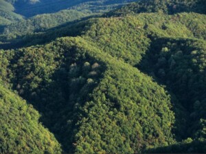 Δρυοδάση στη Βόρεια Πίνδο, Ήπειρος - Φωτ. Αρχείο ΕΚΒΥ / Μ. Κατσακιώρη