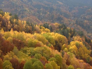 Φθινόπωρο στη Ροδόπη, Ανατολική Μακεδονία - Φωτ. Αρχείο ΕΚΒΥ / Λ. Λογοθέτης