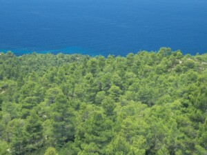Πευκοδάση στη Σιθωνία Χαλκιδικής, Κεντρική Μακεδονία - Φωτ. Αρχείο ΕΚΒΥ / Σ. Μηλιώνης