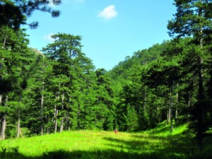 Δάσος μαύρης πεύκης στη Βάλια Κάλντα, Δυτική Μακεδονία - Φωτ. Αρχείο ΕΚΒΥ / Λ. Λογοθέτης