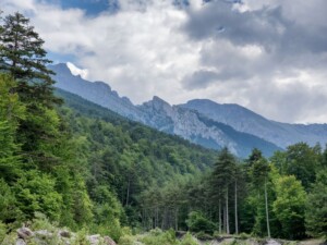 Δάσος οξιάς και μαύρης πεύκης στο Ξερολάκι Ολύμπου, Κεντρική Μακεδονία - Φωτ. Αρχείο ΕΚΒΥ / Λ. Λογοθέτης