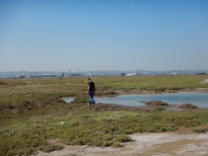 Flooded wetlands with halophytes | Photo EKBY archive