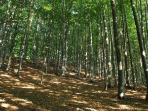 Δάσος οξιάς στη Χαϊντού Ξάνθης, Θράκη - Φωτ. Αρχείο ΕΚΒΥ / Λ. Λογοθέτης
