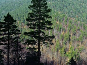 Δάσος δρυός και δασικής πεύκης στα Πιέρια Όρη, Κεντρική Μακεδονία - Φωτ. Αρχείο ΕΚΒΥ / Λ. Λογοθέτης