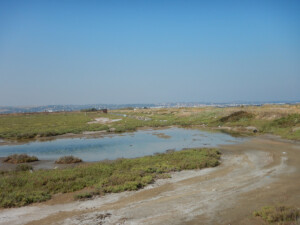 Flooded wetlands with halophytes | Photo EKBY archive