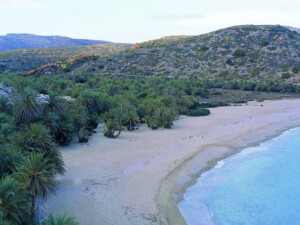 Φοινικόδασος Βάι, Κρήτη - Φωτ. Αρχείο ΕΚΒΥ / Ν. Κυφωνίδης