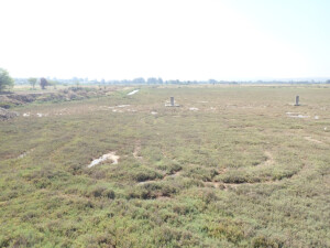 Salt marshes adjacent to agricultural crops | Photo EKBY archive