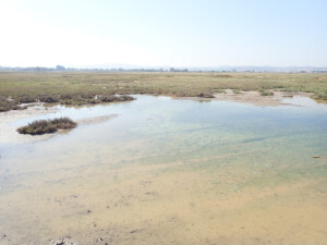 Flooded wetlands with halophytes | Photo EKBY archive