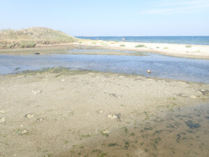 Coastal zone of the wetland ecosystem | Photo EKBY archive