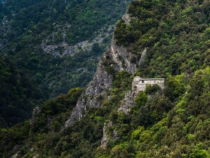 Αείφυλλα πλατύφυλλα στην Αγία Τριάδα Βροντούς στον Όλυμπο, Κεντρική Μακεδονία - Φωτ. Β. Τριανταφύλλου