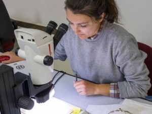 Αναγνώριση φυτών | Φωτ. Αρχείο ΕΚΒΥ