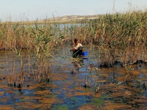 Δειγματοληψία στην Πικρολίμνη | Φωτ. Αρχείο ΕΚΒΥ