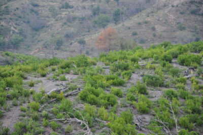 Restoration after black pine plantings on Mount Parnonas | Photo Archive EKBY / P. Kakouros