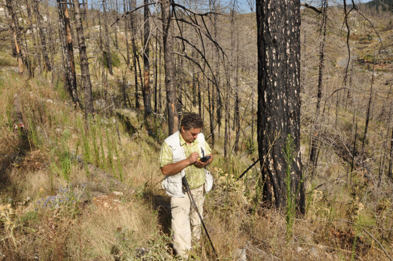 Μετρήσεις φυσικής αναγέννησης μαύρης πεύκης στο δάσος του Πάρνωνα μετά  τη δασική πυρκαγιά της 26-8-2007. |